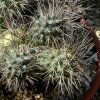 Tephrocactus_alexanderi_2